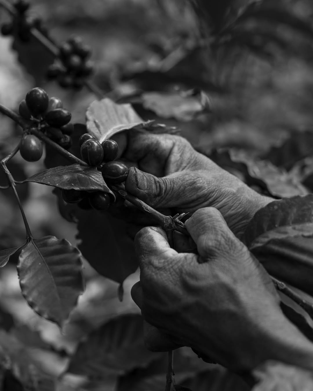 Kappi Kites nature retreat view
